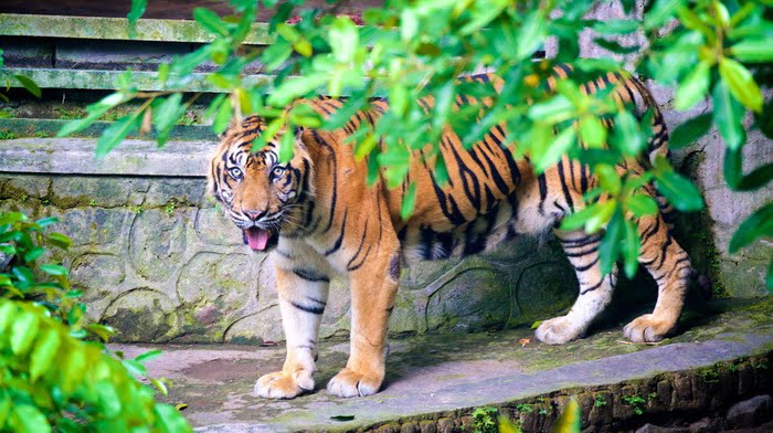 Paket Wisata Jogja Gembira Loka Zoo 1