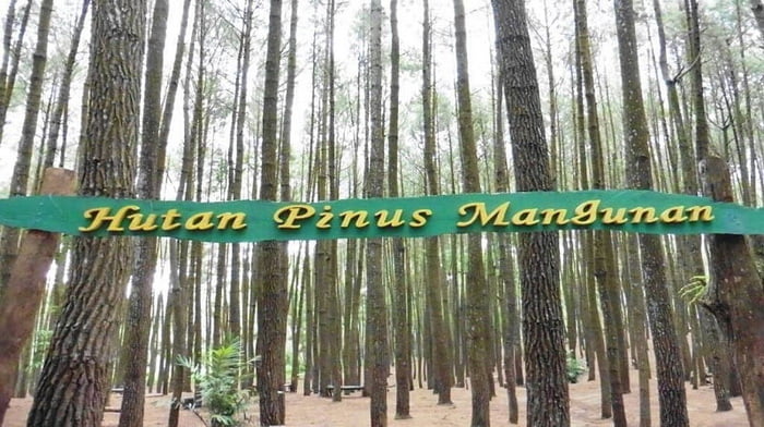 Paket Wisata Jogja Hutan Pinus Mangunan 3