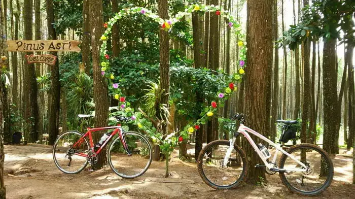 Paket Wisata Jogja Hutan Pinus Mangunan