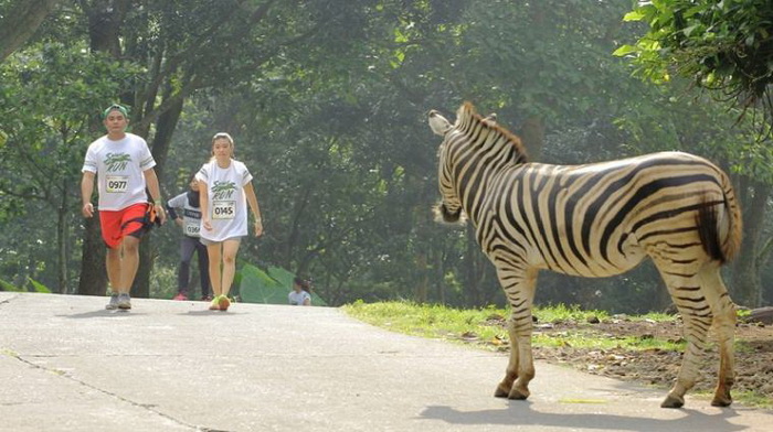 Paket Wisata Malang Taman Safari Prigen 1