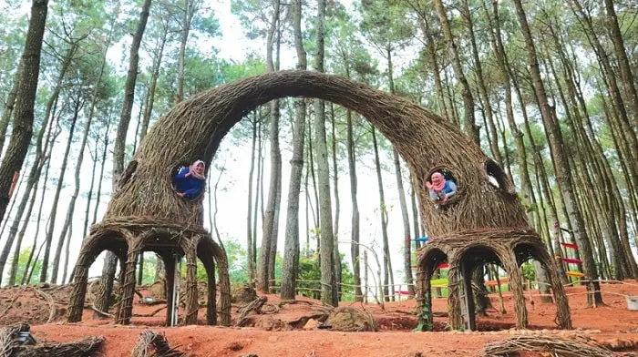 Wisata Jogja Hutan Pinus Pengger