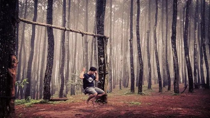 hutan pinus pengger