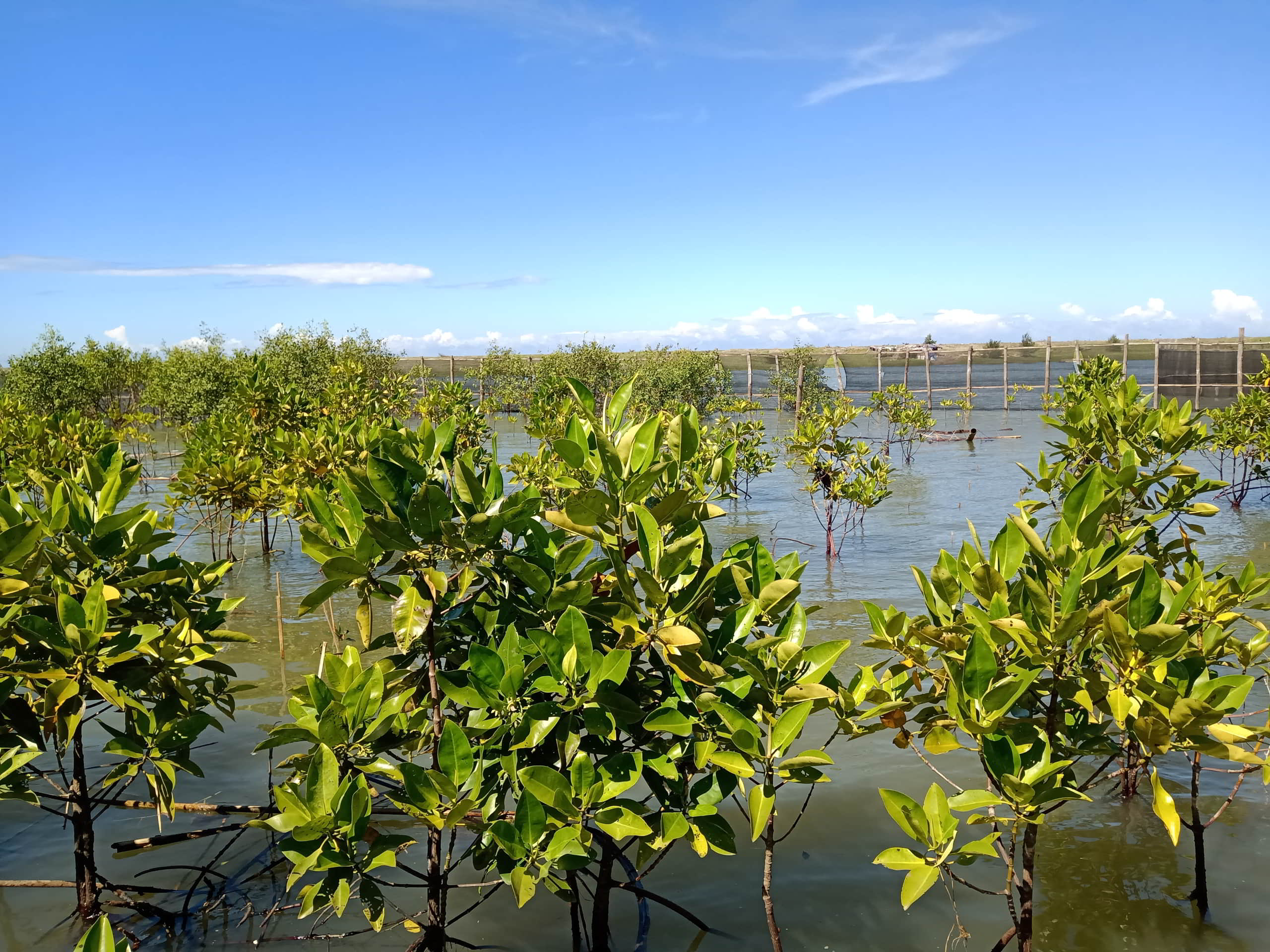 mangrove baros