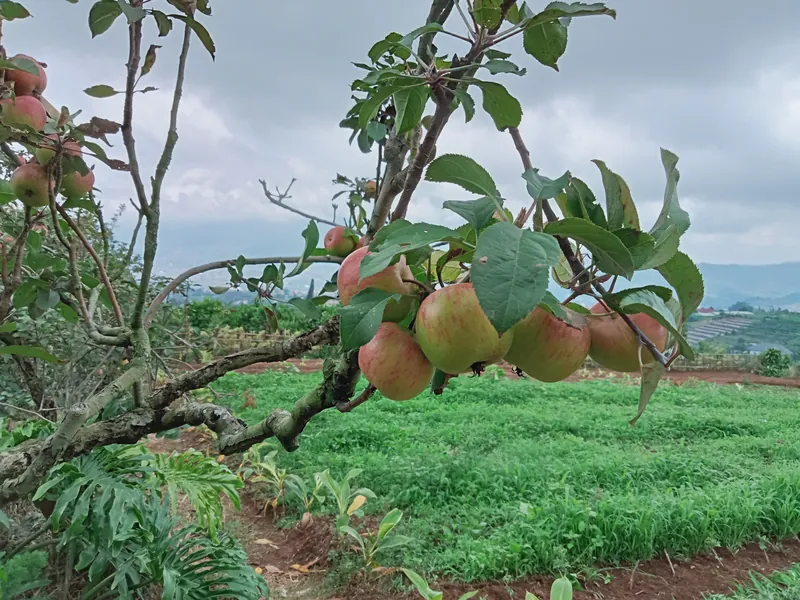 Wisata Petik Apel di Malang