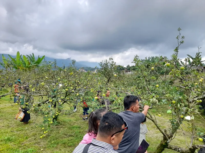 Wisata Petik Apel Green Garden