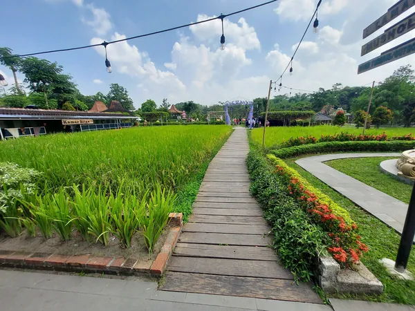 View Hamparan Sawah di Rivermoon Klaten