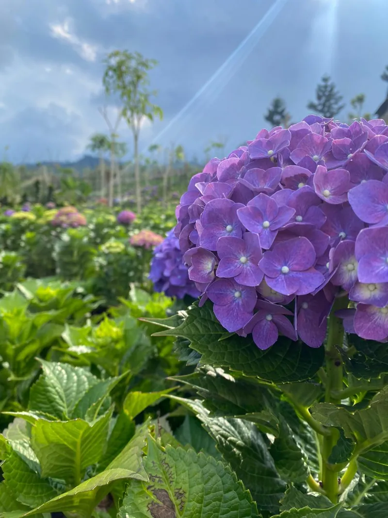 Bunga Hortensia di Wisata Dusun Kuliner