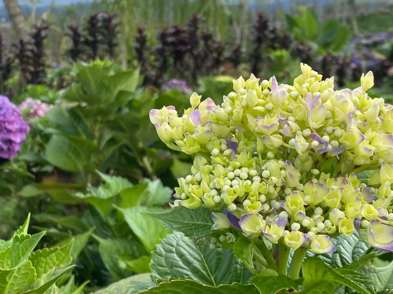 Taman Bunga Hortensia di Wisata Dusun Kuliner Batu